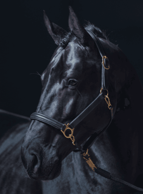 Hovedbilde Lærgrime Grooming