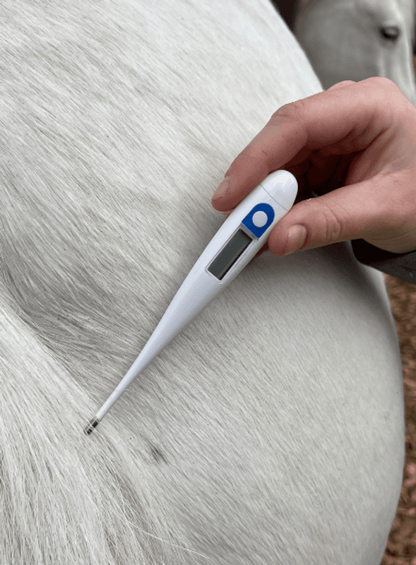 Digitalt Termometer