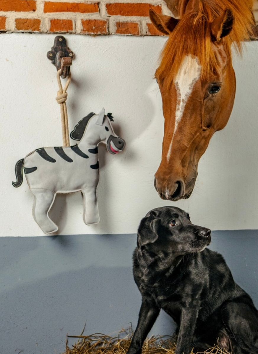Hesteleke -zebra-